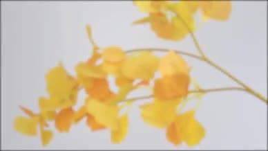 （4k实拍）银杏叶白色背景视频素材视频的预览图